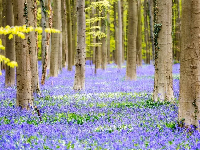 Những cánh đồng hoa xuân đẹp mê mẩn trên khắp thế giới