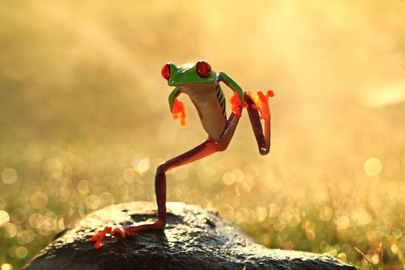 Những “vũ công” tuyệt đỉnh của thế giới động vật