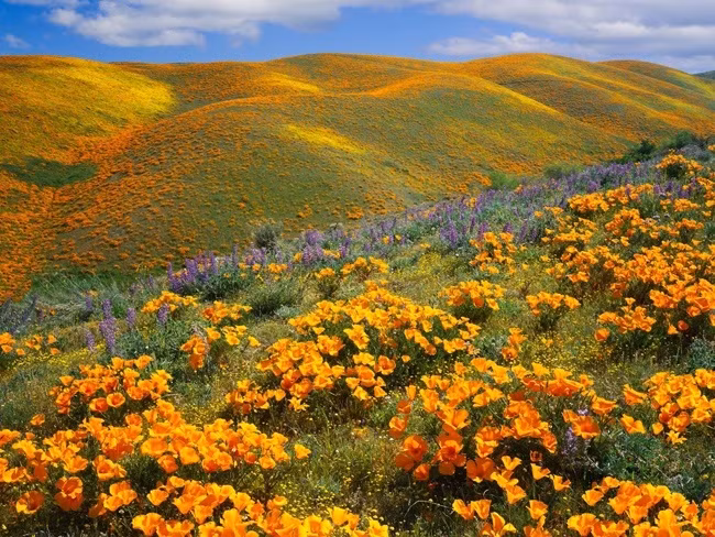 Những cánh đồng hoa xuân đẹp mê mẩn trên khắp thế giới