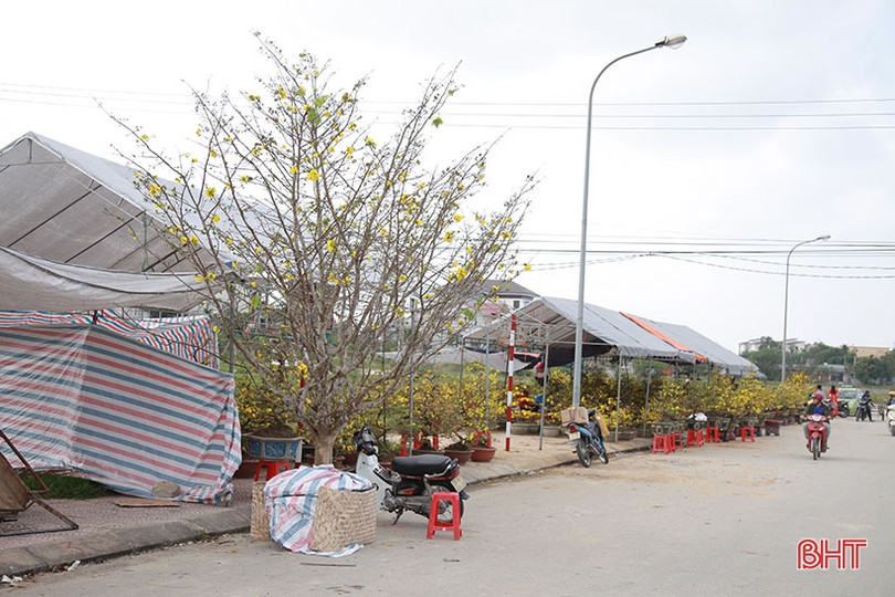 Ngắm cây mai rừng “khủng” 40 năm tuổi ở Hà Tĩnh được hét giá 100 triệu đồng