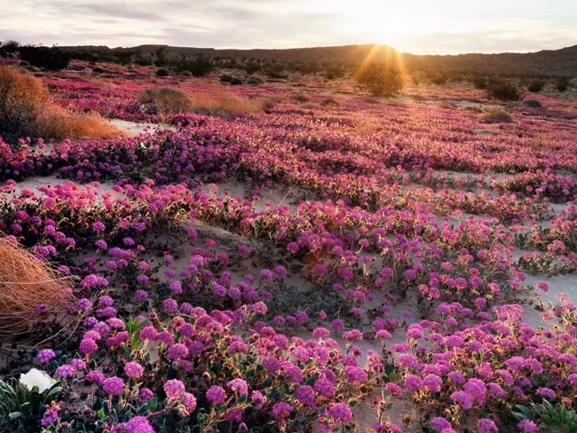 Những cánh đồng hoa xuân đẹp mê mẩn trên khắp thế giới