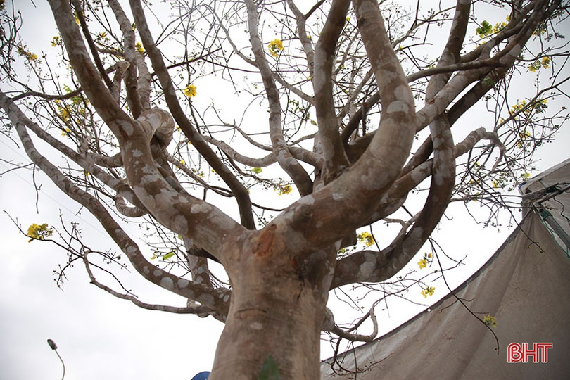 Ngắm cây mai rừng “khủng” 40 năm tuổi ở Hà Tĩnh được hét giá 100 triệu đồng