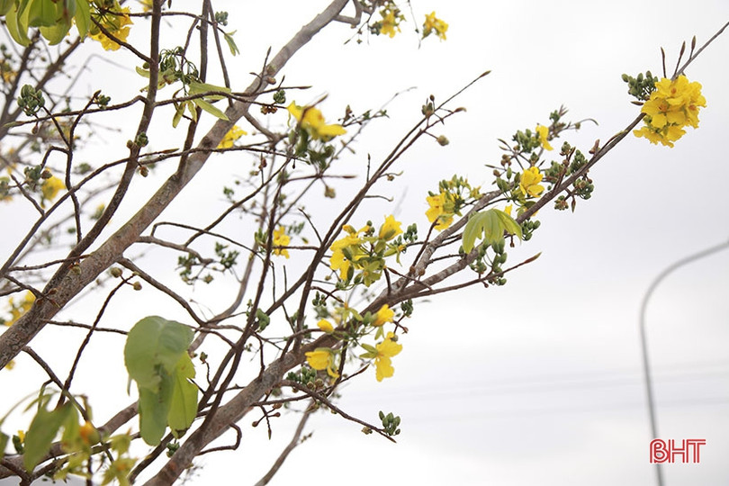 Ngắm cây mai rừng “khủng” 40 năm tuổi ở Hà Tĩnh được hét giá 100 triệu đồng