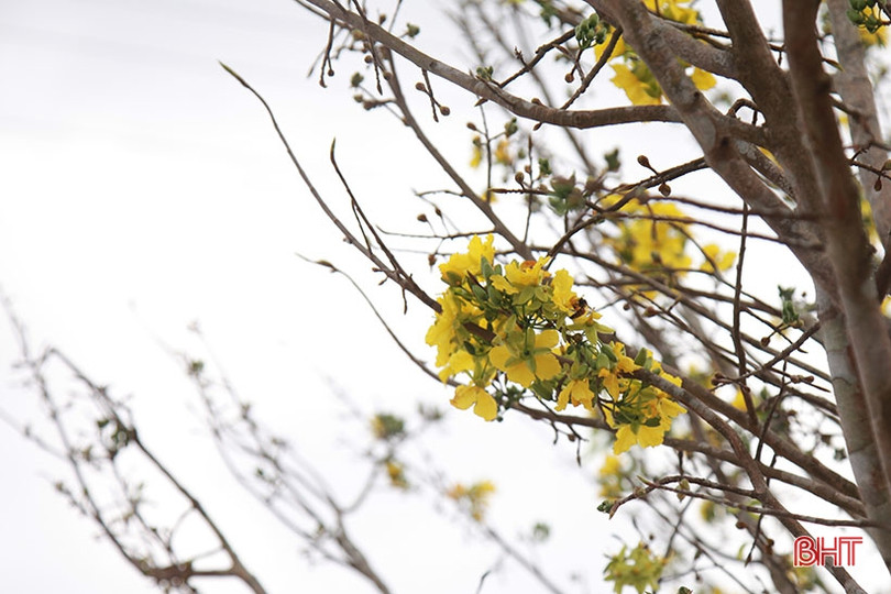 Ngắm cây mai rừng “khủng” 40 năm tuổi ở Hà Tĩnh được hét giá 100 triệu đồng