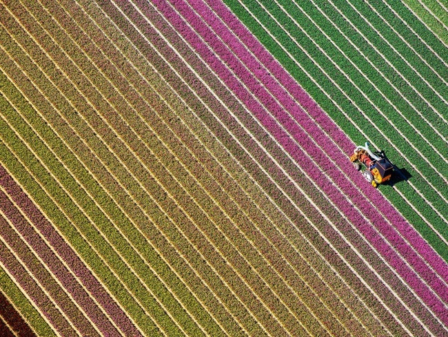 Những cánh đồng hoa xuân đẹp mê mẩn trên khắp thế giới