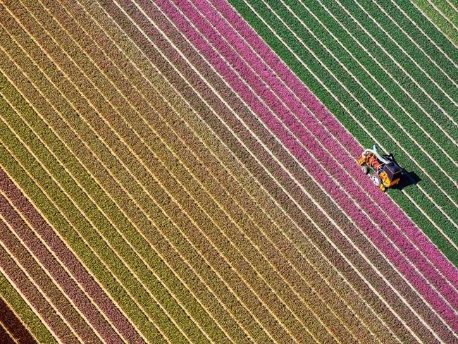 Những cánh đồng hoa xuân đẹp mê mẩn trên khắp thế giới