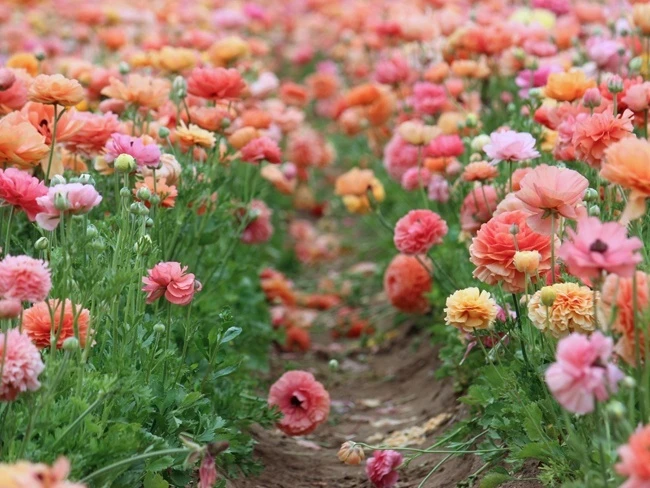 Những cánh đồng hoa xuân đẹp mê mẩn trên khắp thế giới