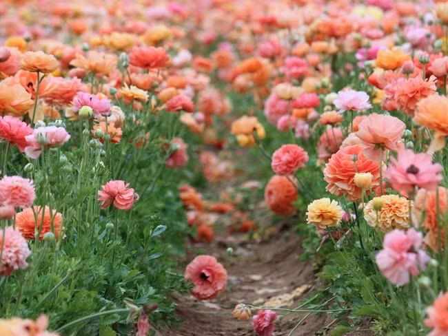 Những cánh đồng hoa xuân đẹp mê mẩn trên khắp thế giới
