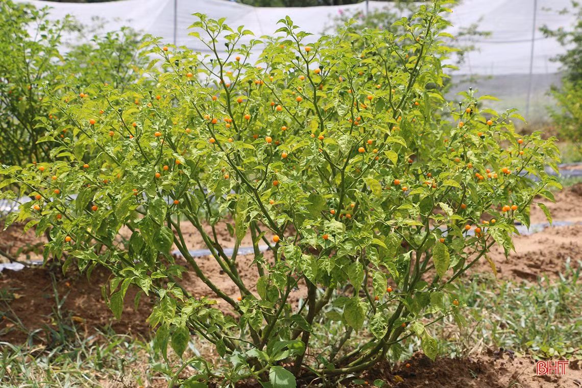 “Mục sở thị” vườn ớt quả tròn ở Hà Tĩnh