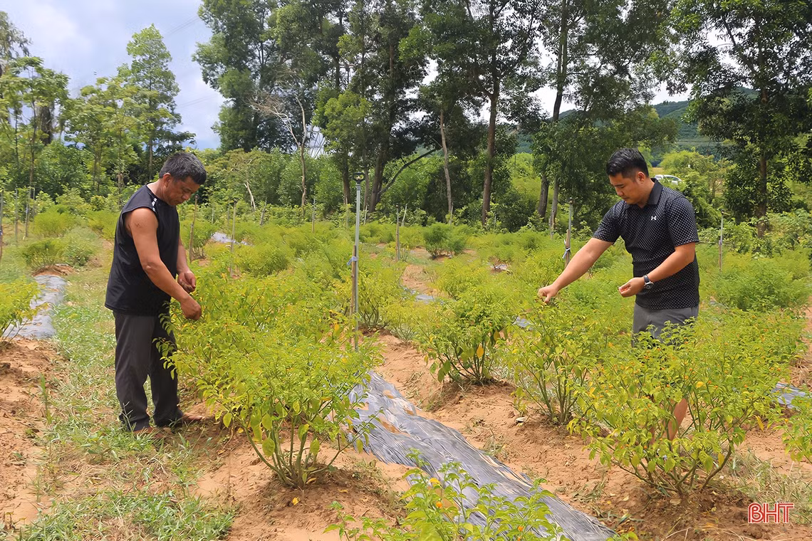 “Mục sở thị” vườn ớt quả tròn ở Hà Tĩnh