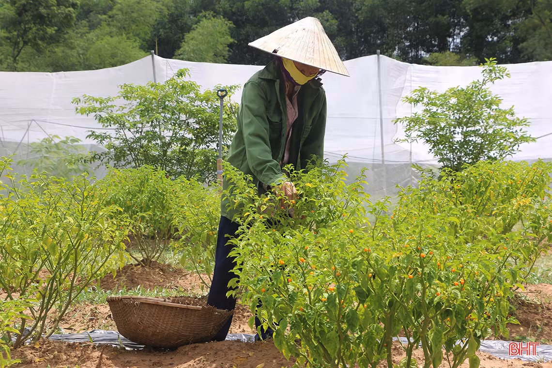 “Mục sở thị” vườn ớt quả tròn ở Hà Tĩnh