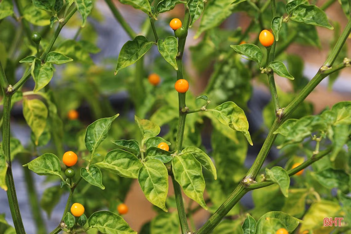 “Mục sở thị” vườn ớt quả tròn ở Hà Tĩnh