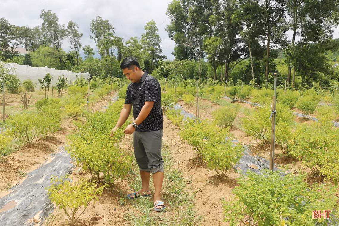 “Mục sở thị” vườn ớt quả tròn ở Hà Tĩnh