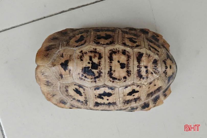 The turtle weighs 0.6 kg. bqbht_br_1.jpg