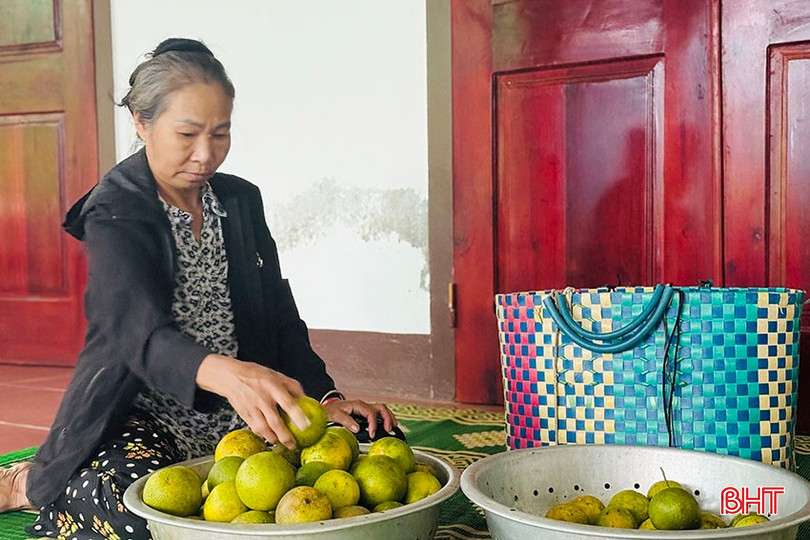 Gia đình bà Thái Thị Tiến tích cực phát triển kinh tế vườn đồi, mang lại thu nhập cao bqbht_br_3.jpg