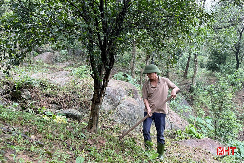 Despite the high fruit set rate, the specialty tangerine trees in Ky Thuong commune still suffered crop failure due to frost. bqbht_br_3.jpg