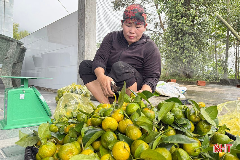 This year, Ms. Le Thi Chien's family only harvested about 1-1.5 tons of tangerines, half the amount compared to last year. bqbht_br_9.jpg
