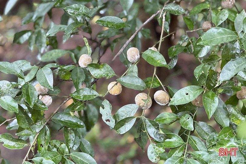 Many tangerine areas are affected by frost and natural disasters. bqbht_br_4.jpg