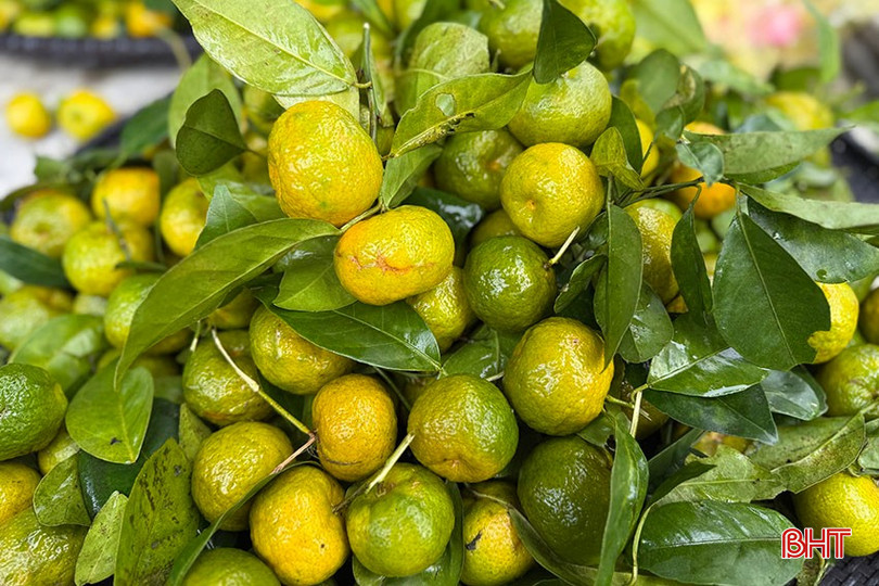 Ky Thuong kumquat is considered a specialty fruit. bqbht_br_6.jpg
