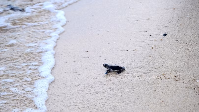 Đào trứng để hộ tống rùa con về biển ở Côn Đảo