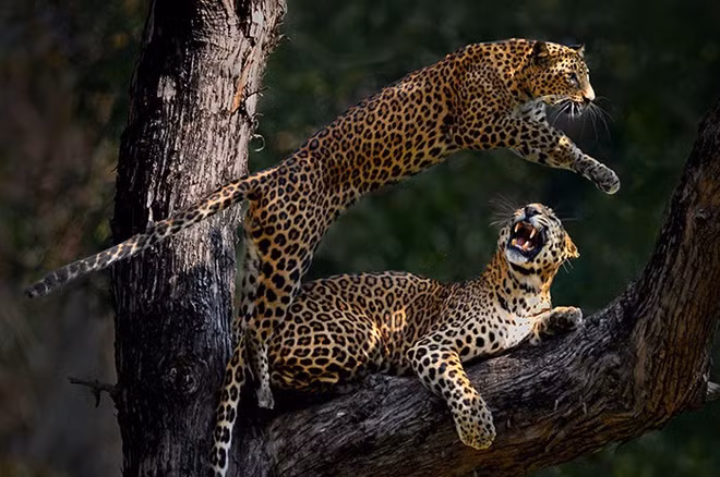 Bức ảnh 2 con báo “đáng giá 6 năm chờ đợi” của nhiếp ảnh gia Ấn Độ