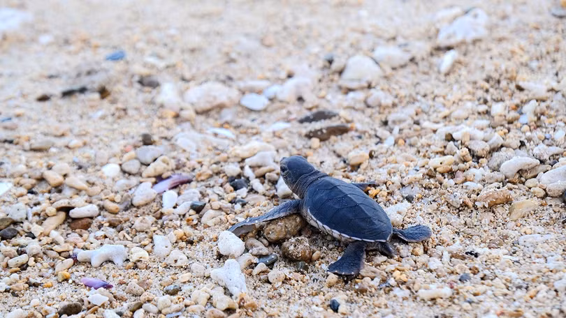 Đào trứng để hộ tống rùa con về biển ở Côn Đảo