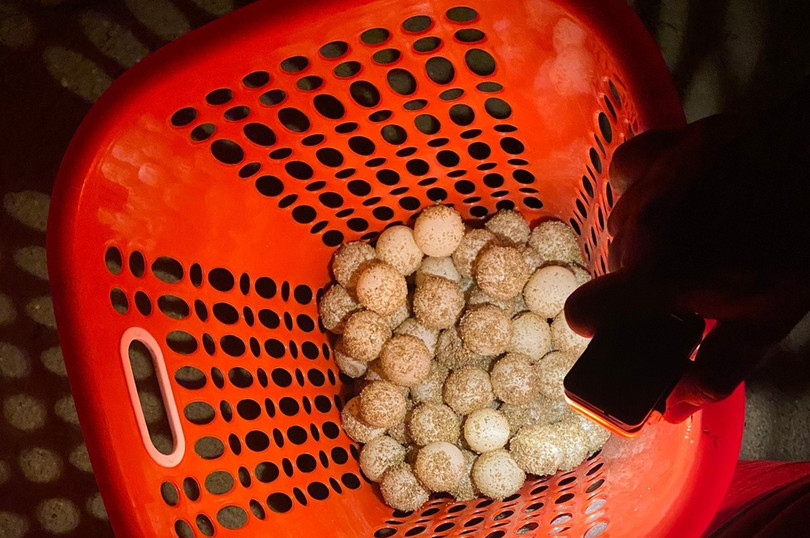 xem rùa đẻ trứng ở côn đảo ảnh 8 Đào trứng để hộ tống rùa con về biển ở Côn Đảo