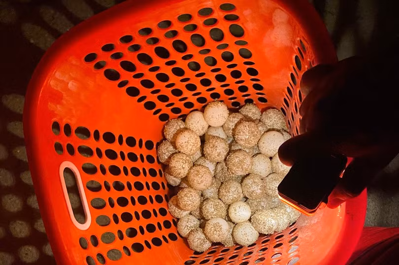 Đào trứng để hộ tống rùa con về biển ở Côn Đảo