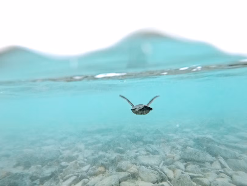 Đào trứng để hộ tống rùa con về biển ở Côn Đảo