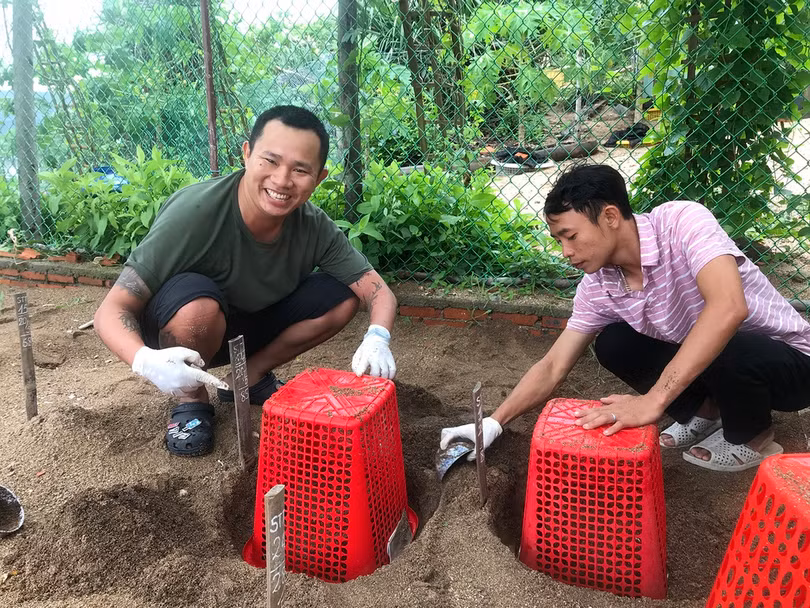 Đào trứng để hộ tống rùa con về biển ở Côn Đảo