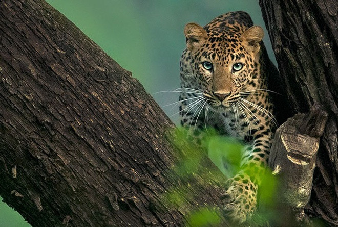 “Nghề nhiếp ảnh động vật hoang dã có những nguy hiểm nhất định, nhưng nếu bạn biết giới hạn của mình ở đâu và chú tâm nghiên cứu hành vi các loài động vật, bạn đã thành công một nửa. Những sinh vật xinh đẹp này thường sợ hãi và nhút nhát hơn chúng ta nghĩ. Hãy cho chúng không gian và khiến chúng thoải mái, bạn sẽ nhận ra mình có thể đến gần thế giới của chúng đến dường nào. Bí quyết cho việc này là kiên nhẫn và tôn trọng”, anh nói thêm. Bức ảnh 2 con báo “đáng giá 6 năm chờ đợi” của nhiếp ảnh gia Ấn Độ