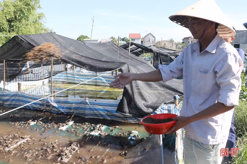 Nuôi ếch khép kín, lãi từ giống đến thịt thương phẩm