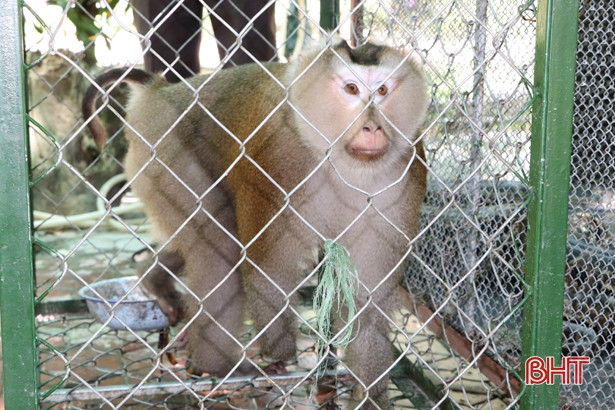 Bàn giao cá thể khỉ đuôi lợn và trăn đất cho Vườn Quốc gia Vũ Quang