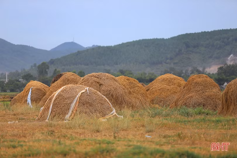 Nơi nông dân Hà Tĩnh xem rơm là vật liệu quý...