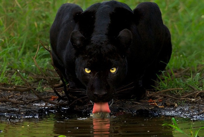 Bức ảnh báo đen uống nước trong hình được Mithun tâm đắc thứ hai sau bức hai con báo ở trên. Bức ảnh này cũng khá nổi tiếng vài năm về trước. Bức ảnh 2 con báo “đáng giá 6 năm chờ đợi” của nhiếp ảnh gia Ấn Độ