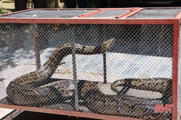 Bàn giao cá thể khỉ đuôi lợn và trăn đất cho Vườn Quốc gia Vũ Quang