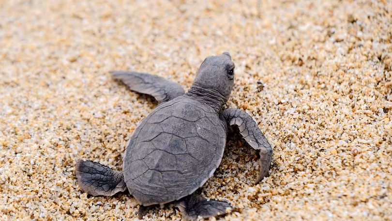 Đào trứng để hộ tống rùa con về biển ở Côn Đảo