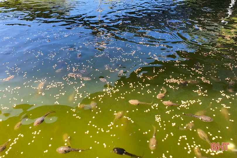 Nuôi ếch khép kín, lãi từ giống đến thịt thương phẩm