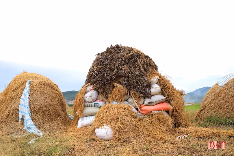 Nơi nông dân Hà Tĩnh xem rơm là vật liệu quý...