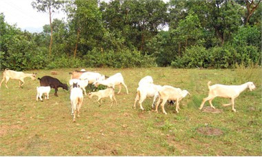 Chăn nuôi dê đàn - thế mạnh của người dân Kỳ Lạc.