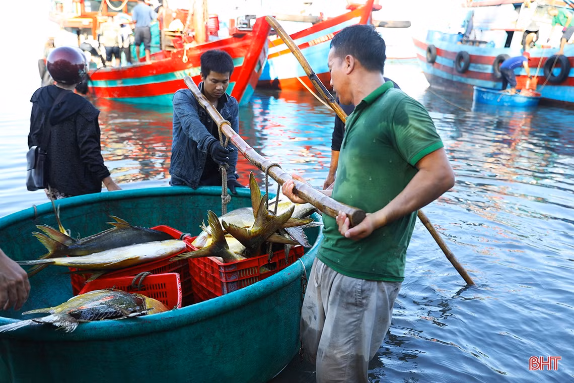 Ngư dân TX Kỳ Anh lần đầu trúng mẻ cá chim vàng 600 triệu đồng