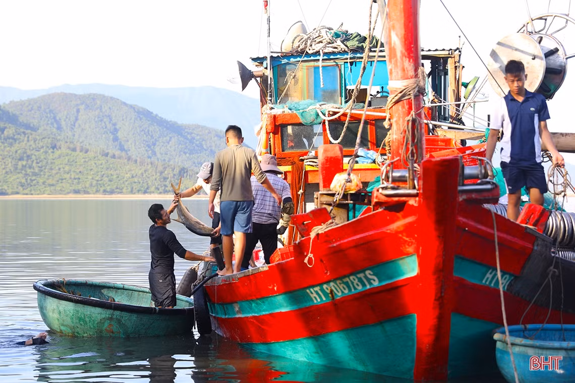 Ngư dân TX Kỳ Anh lần đầu trúng mẻ cá chim vàng 600 triệu đồng