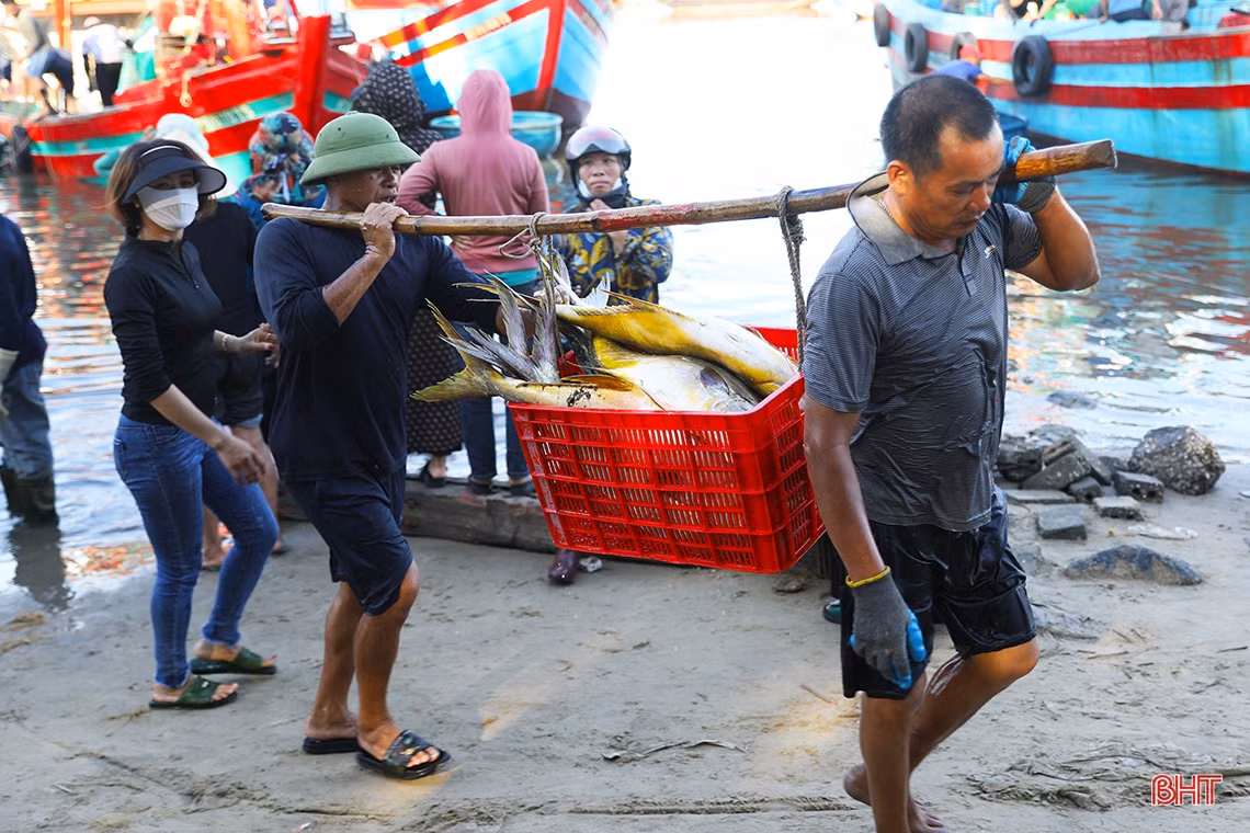 Ngư dân TX Kỳ Anh lần đầu trúng mẻ cá chim vàng 600 triệu đồng
