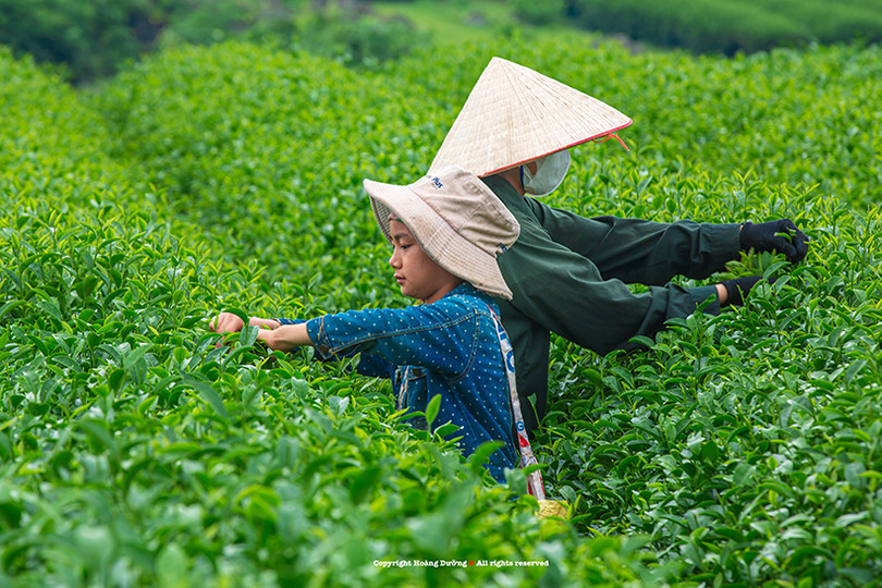 Rộn ràng mùa hái chè