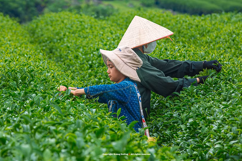 Rộn ràng mùa hái chè