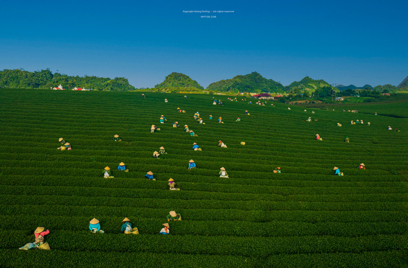 Rộn ràng mùa hái chè