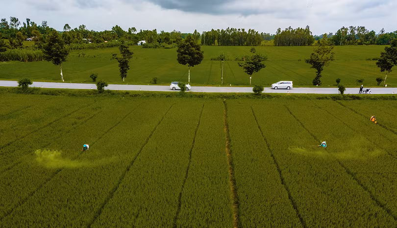 Lúa sốt giá, thương lái tranh mua