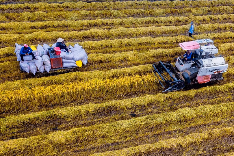 Lúa sốt giá, thương lái tranh mua