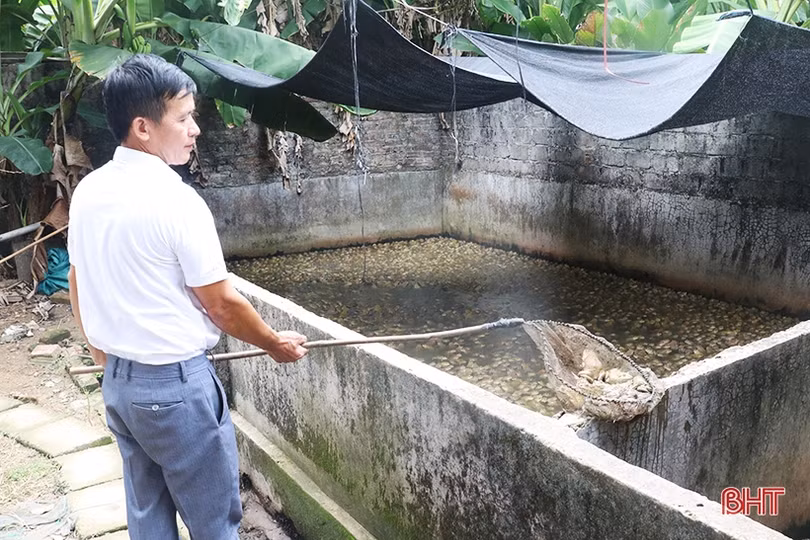 Triển vọng mới từ khởi nghiệp nuôi ếch Thái Lan ở Thạch Hà