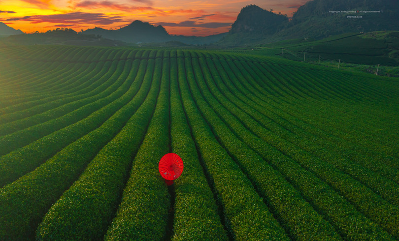 Rộn ràng mùa hái chè